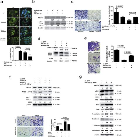 MiR 338 5p Promotes Metastasis Of Colorectal Cancer By Inhibition Of