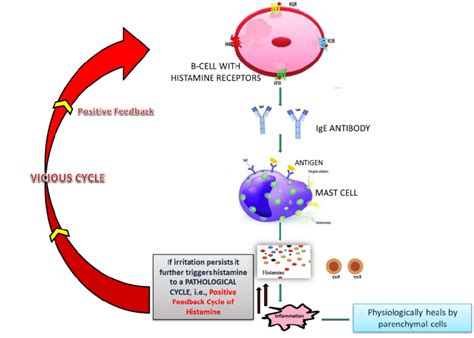 Positive feedback cycle of histamine. | Download Scientific Diagram