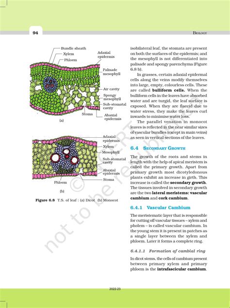 Ncert Book For Class 11 Biology Chapter 6 Anatomy Of Flowering