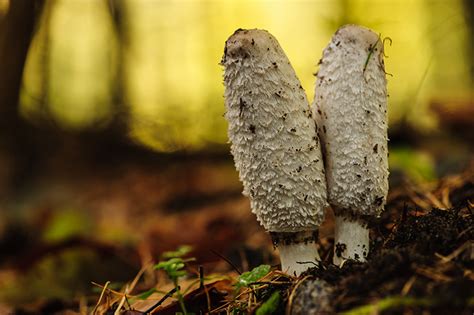 Autumn images - Hallerbos