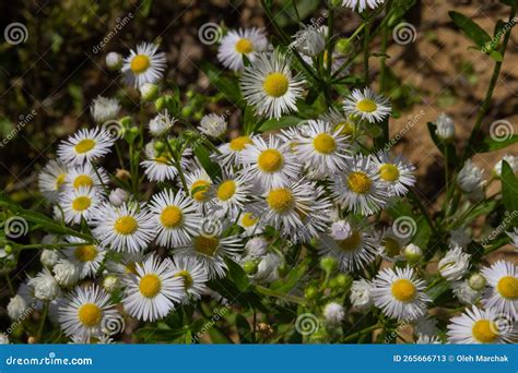 Erigeron Annuus Flowers Also Known As Fleabane Daisy Fleabane Or