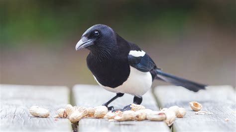 Rescue Magpie Trains to Pick Up Litter and Throw It Away Like a True ...