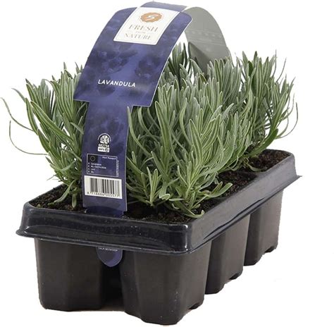 BALDUR Garten Winterharte Stauden Lavendel Hecke Blau 9 Pflanzen