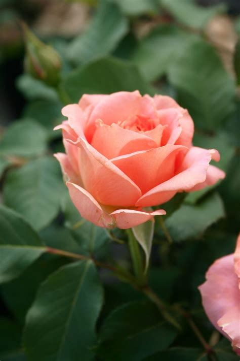 Вивьен Вествуд — Питомник Иващенко