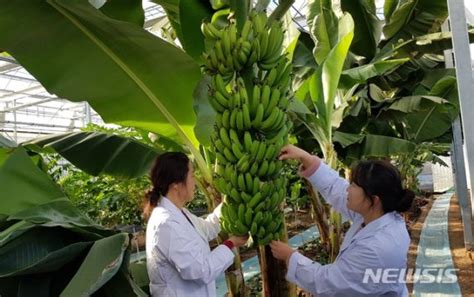 달성군농업기술센터 첨단 스마트 온실에서 바나나 재배 성공 파이낸셜뉴스