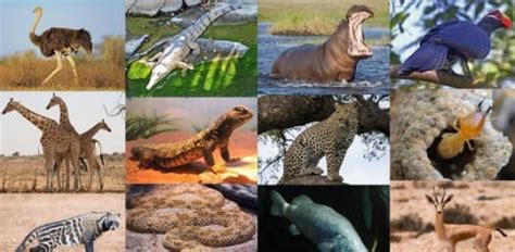 If You Were An Animal, What Would It Be? A Short Personality Quiz ...