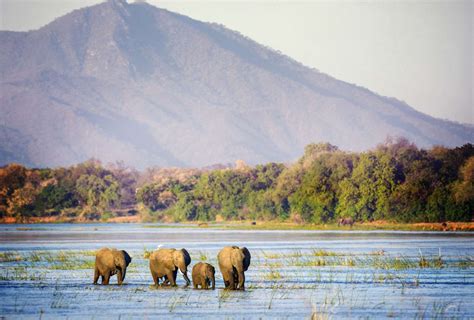 Mana Pools National Park The Complete Guide