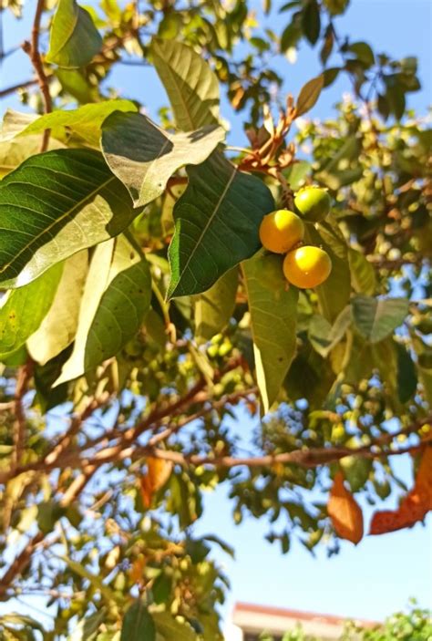 Byrsonima Crassifolia Sub Unidad Ambiental