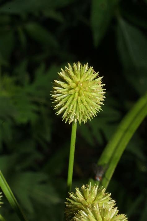 Cyperus echinatus (globe flatsedge): Go Botany