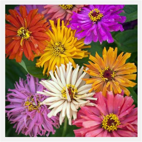 Zinnia (Chrysanthemum) Mix Flower Seeds