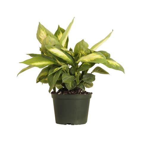 United Nursery Dieffenbachia Camille Dumb Cane Live Plant In 6 Inch