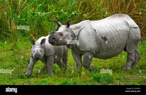 Female Great one-horned rhinoceroses (Rhinoceros unicornis) and her baby. India. Kaziranga ...