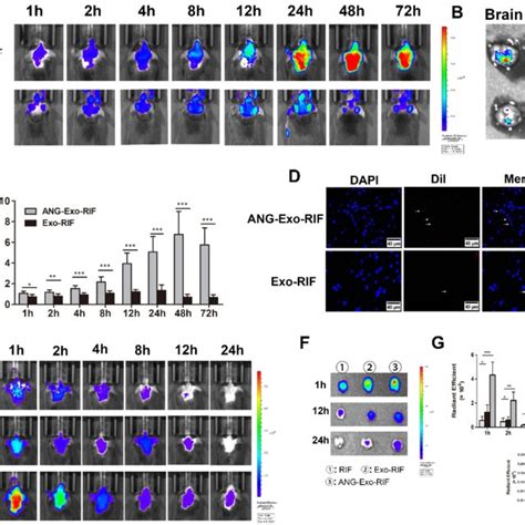 The Targeting Capability Of Ang Exo Rif In Vitro A Bend Cells And