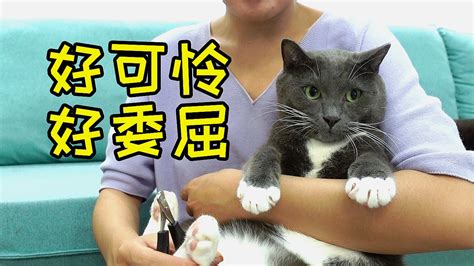 超萌猫咪小视频集锦