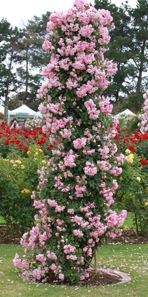 Pink Flowers Are Growing Up The Side Of A Tall Plant In A Flowerbed Garden