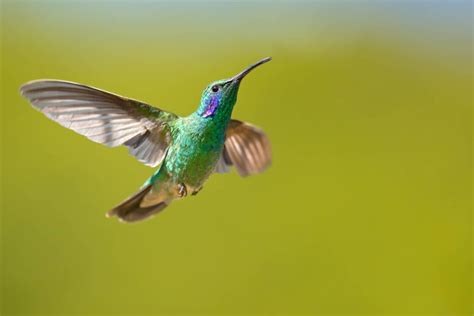 Hummingbirds In Connecticut 6 Species That You Might Be Able To See