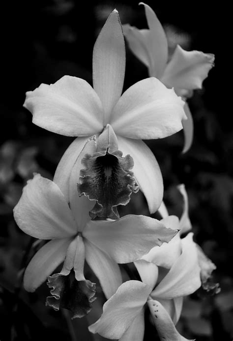 Orchids in Black and White | White orchids, Orchids, Black and white