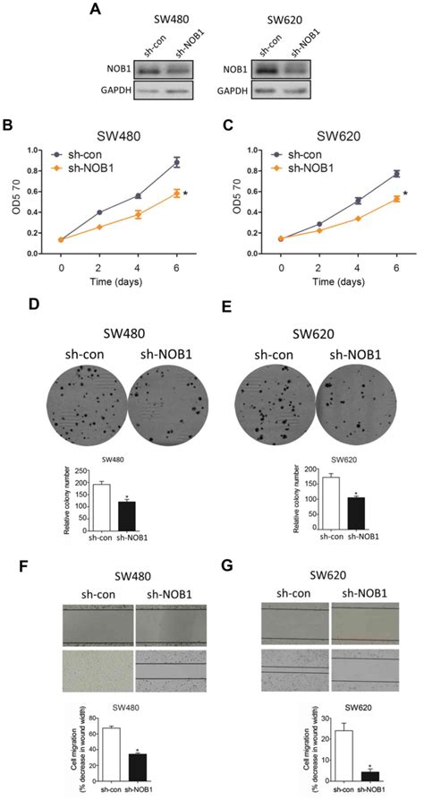 Low‑level Mir‑646 In Colorectal Cancer Inhibits Cell Proliferation And