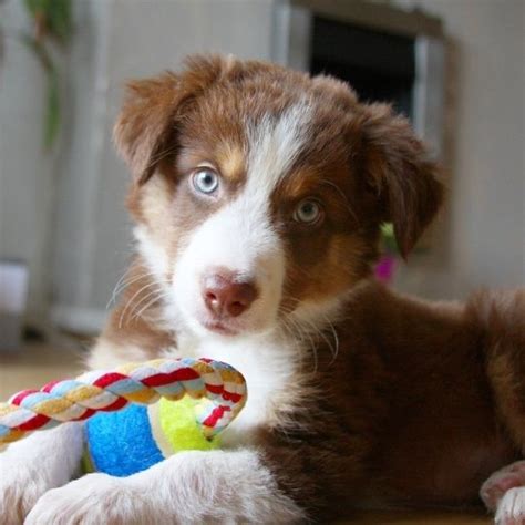 C Mo Cuidar A Un Cachorro En Casa C Mo Educar A Un Cachorro