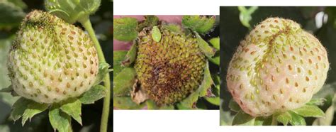 A Bumper Crop Of Lygus 7 Facts About Lygus Bugs You May Not Have Known