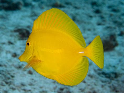 Yellow Tang A Friend Of Mine And Fellow Uw Shooter Told Flickr