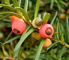 Himalayan Yew - Historical Herb for Modern Cancer Treatment | The OK ...