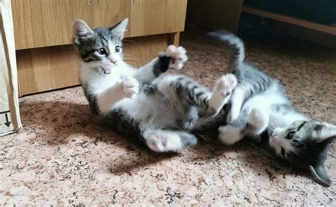 Чем кормить котенка 2 месяца: натуральный или сухой корм? Сколько корма ...