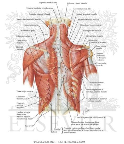 Posterior Thoracic Wall Dorsal Aspect of Thorax