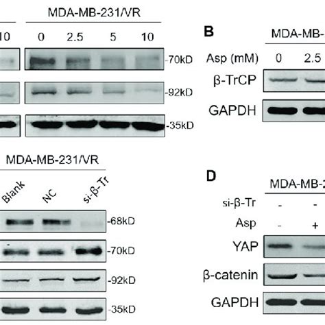 Aspirin Inhibited Yap And β Catenin By Upregulating β Trcp A The Cells Download Scientific