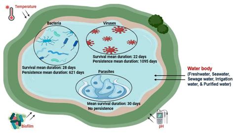 Frontiers How Long Do Pathogens Persist And Survive In Water A