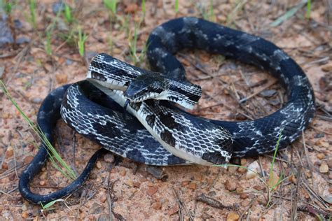 Gray Ratsnake Pantherophis Spiloides Carroll County Geo Flickr