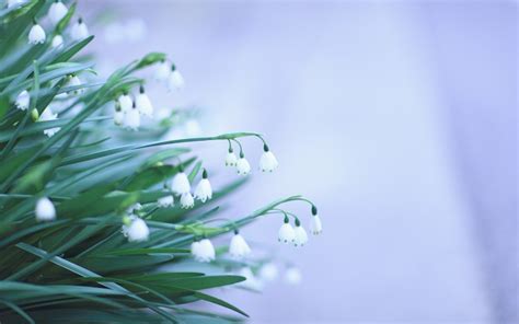 Download Flower Nature Snowdrop Wallpaper