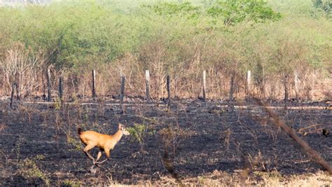 Milh Es De Animais Vertebrados Morrem Em Inc Ndios No Pantanal