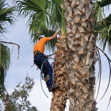 Comprehensive Guide to Palm Tree Care In Queensland