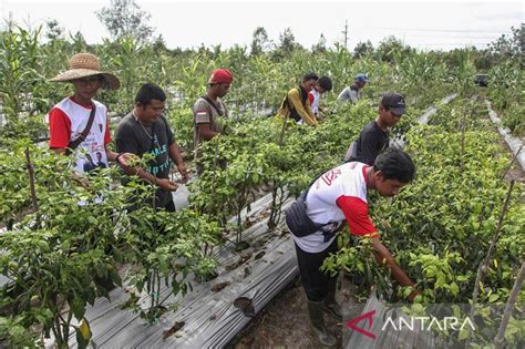 Panen Cabai Dan Bawang Merah Di Lahan Gambut Kalimantan Tengah Antara