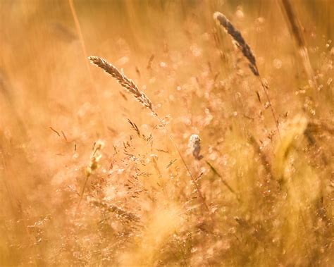 Картинка Лето Природа колоски Трава