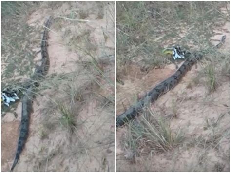 Jiboia De Metros Encontrada Passeando Pelo Centro De Cidade