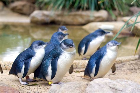 Little Blue Penguin Facts - CRITTERFACTS