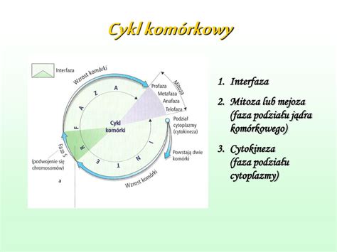 PPT Podzia ł komórki PowerPoint Presentation free download ID 6587018