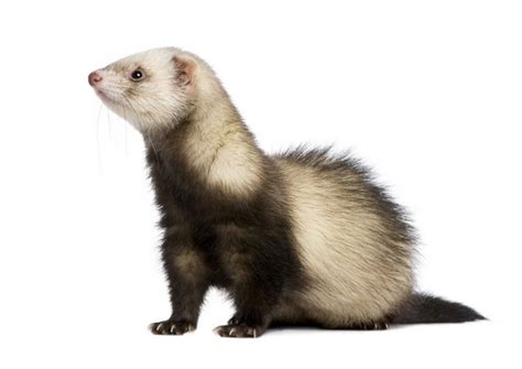 🔥 [80+] Cute Ferret Wallpapers | WallpaperSafari