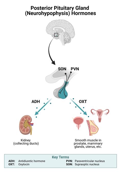 Posterior Pituitary Hormones | BioRender Science Templates