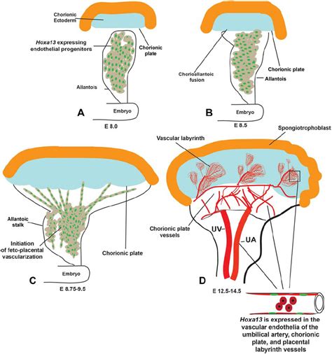 Sites Of HOXA13 Expression During Placental Labyrinth Development A