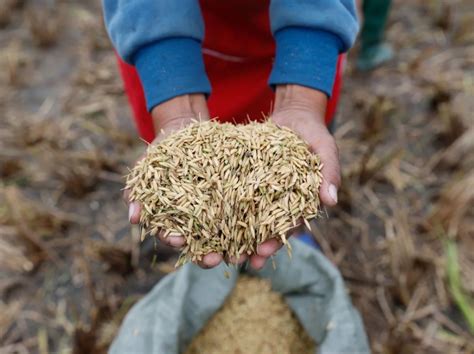 Perennial Rice Plant Once Harvest Again And Again Eartheats