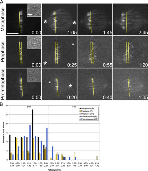 Microtubule motion from prophase to metaphase. (A) Microtubules were ...