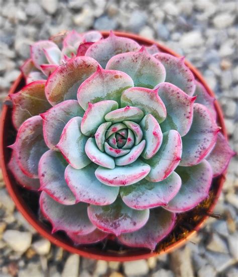 Echeveria nanahukumini Un erizo en mi jardín