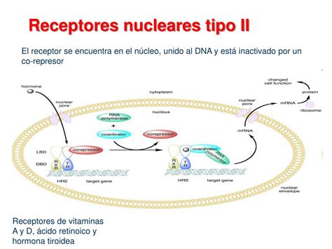 Ppt Universidad Nacional Aut Noma De M Xico Powerpoint Presentation