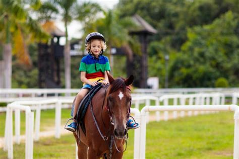 Top 5 Safest Horse Riding Helmets On The Market Horse Rookie