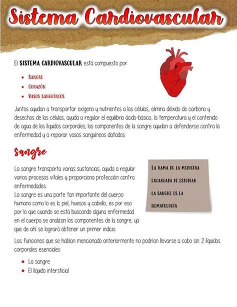 Sistema Cardiovascular Kimberly Udocz