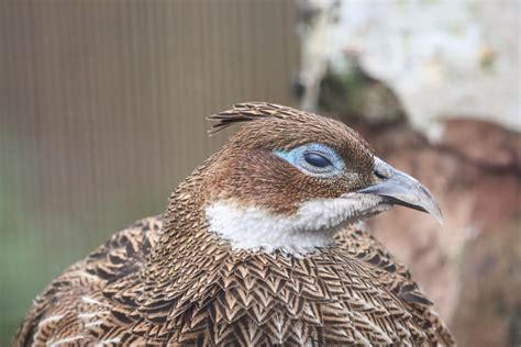 Himalayan Monal, Female (Lophophorus impejanus) - ZooChat