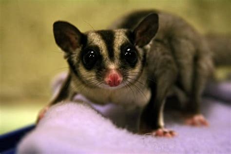 Information About Sugar Gliders A Fun And Unusual Pet Pethelpful